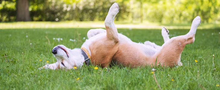 Hundewiesen im Main-Kinzig-Kreis: Die schönsten Orte für Vierbeiner