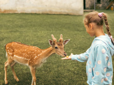 Wildpark Main-Kinzig-Kreis